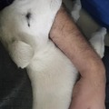 commented item thumbnail