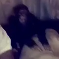 Olha o macaco