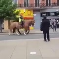 Horse wants nothing to do with that rainbow 