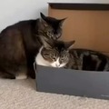 Funny cats in a box.