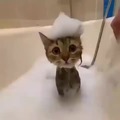 gato mojado