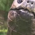 Giant tortoise birthday