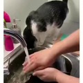 Kitty does a help