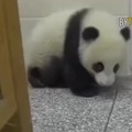 Scary panda attack