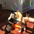 Cat Party