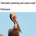 Pelicans yawning