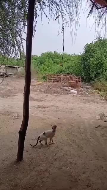 Mano - Meme by Apenasexisto :) Memedroid