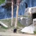 pelea de monkeys