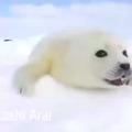 Memes das focas árticas mais fofas no memedroid