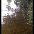 Cats in flood