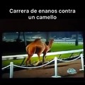 Carrera de enanos contra un camello