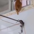 Cat vs mouse