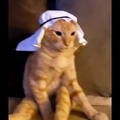 Gato arabe con canción de india