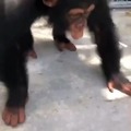 El simio loco