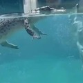 how crocodiles look underwater