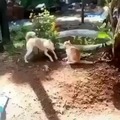 Dog strikes cat