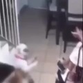 Perro baile