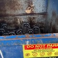 Trash pandas