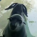 Las focas tienen pelo  :soyjakb: