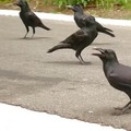 Crows are really smart