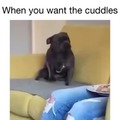 Cuddle me I'm a good boy!