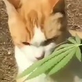 Gato marihuano