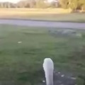 Ese cisne recibiendo a su amigo