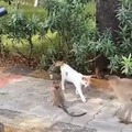 Gato se unió a la familia de monos