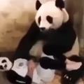 chao panda