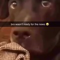 Dog wasn't ready for the news