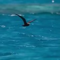 pez normal cazando un pájaro