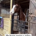 Horse seeing a zebra