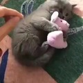 No touchie my toy!