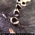 Chicken raised by ducks