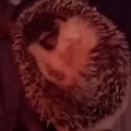 My hedgehog Prickley Pear