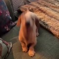 This dog has a funny way to ask for his toy
