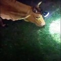 commented item thumbnail
