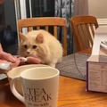 Giving ice cream to a cat