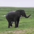An elephant gave birth and the herd rushed to protect the newborn