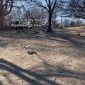 Husky trying to find owner in the dog park