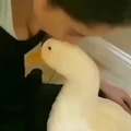 Why you should own a duck