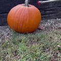 commented item thumbnail