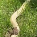 Rana de paseo en serpiente