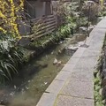 commented item thumbnail