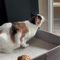 commented item thumbnail