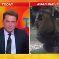The level of stupidity in mainstream media is incredible. Brazil doesn't have tigers, only jaguars, and they are mostly in the Pantanal area not in Amazonia.