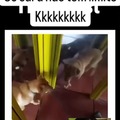 Dog mais fraco do Ceará