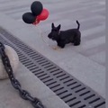 Just a dog and his balloons