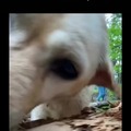commented item thumbnail