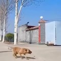 Doggo flip